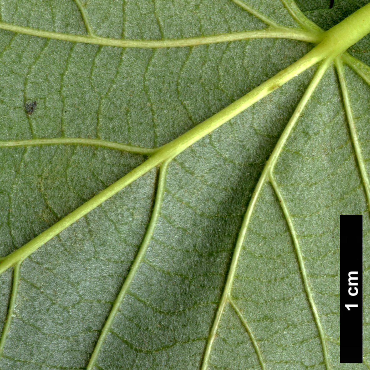 High resolution image: Family: Malvaceae - Genus: Tilia - Taxon: platyphyllos × T.tomentosa ‘Orbicularis’
